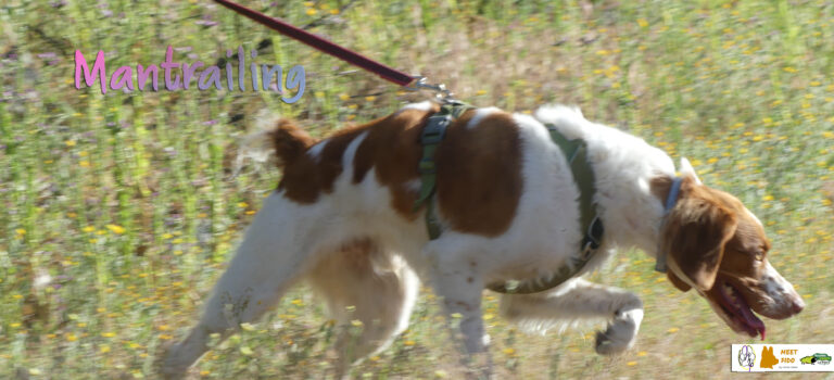 Clases de Mantrailing