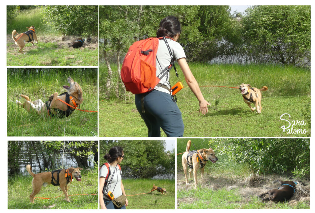 OperacionPATITASLIBRES