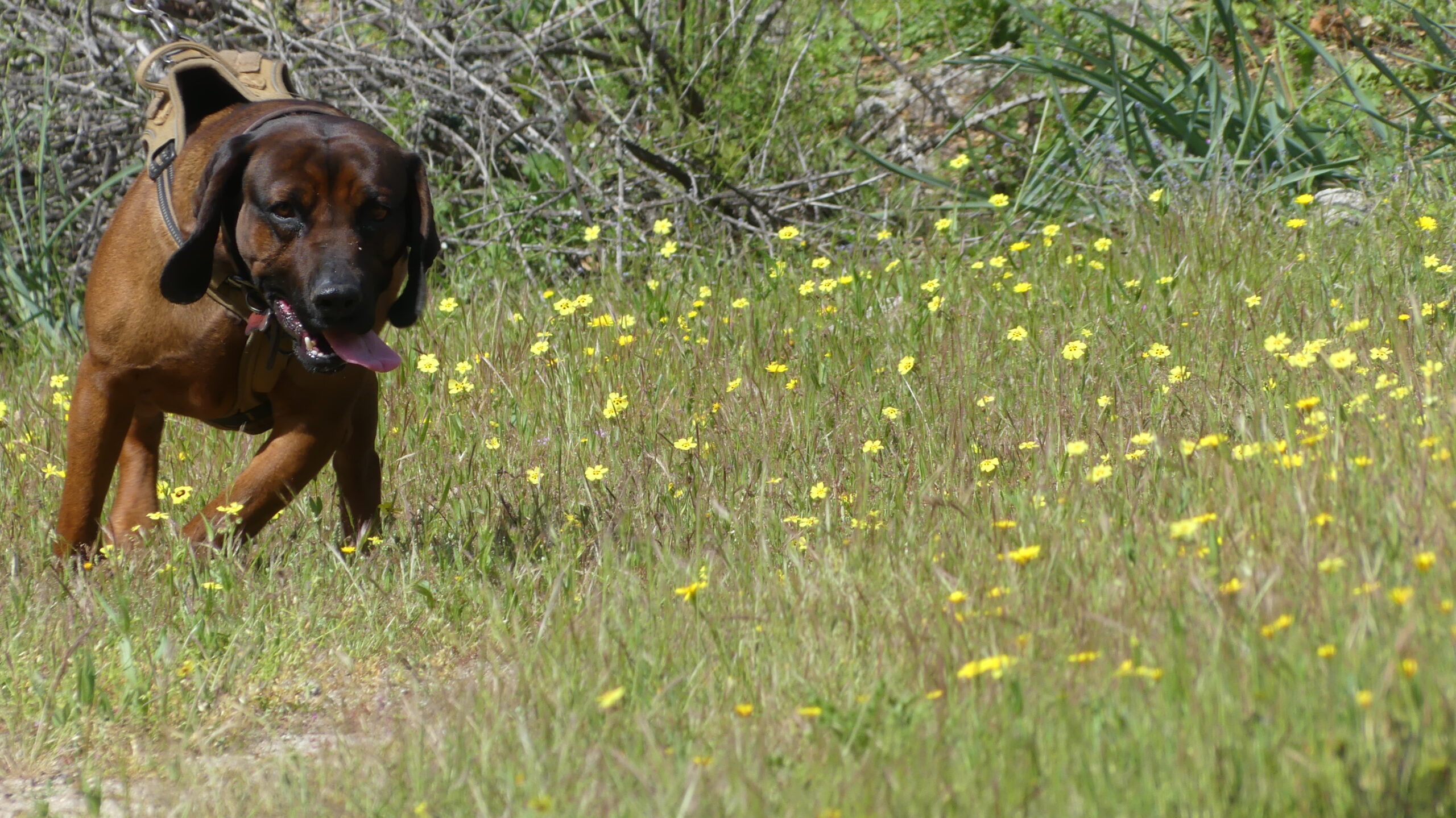 Sabueso de Baviera en mantrailing