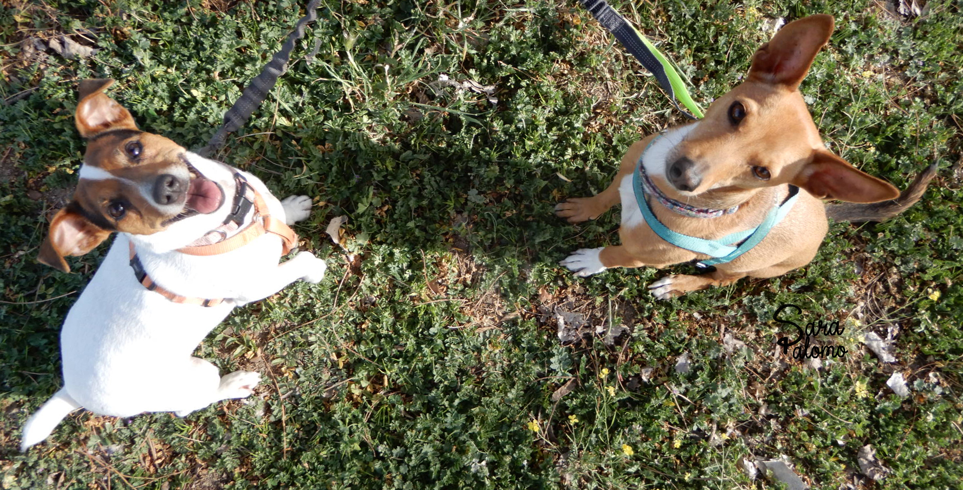 Bimba y Teba