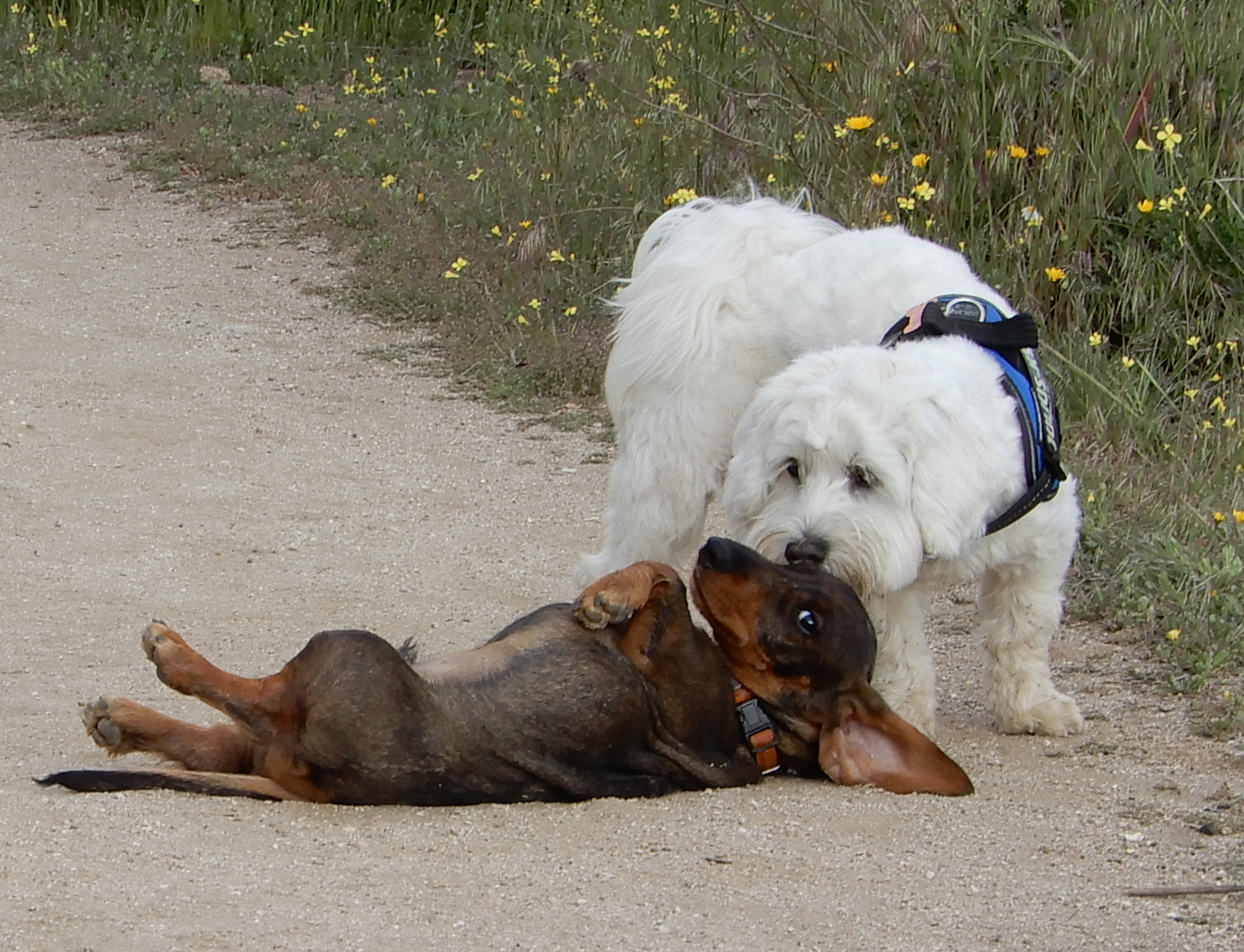 Cotton y Lucius