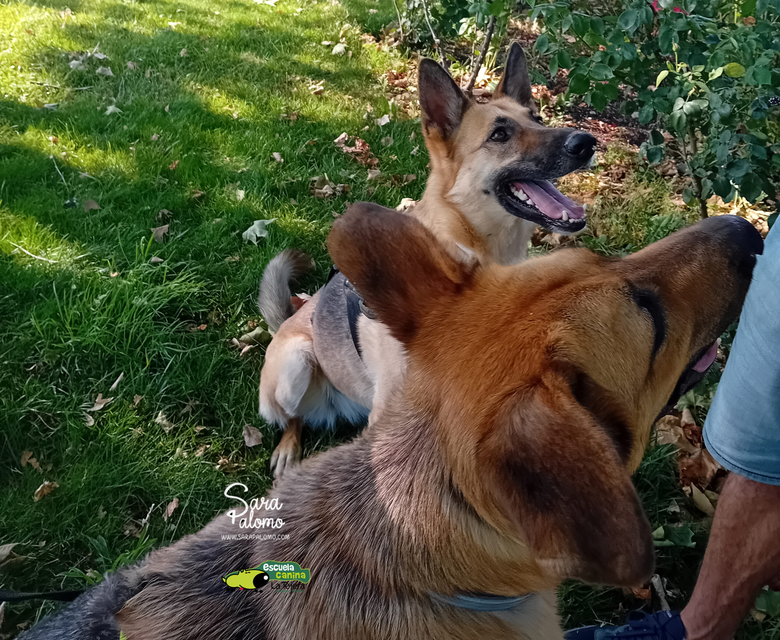 Perretes en paseo grupal