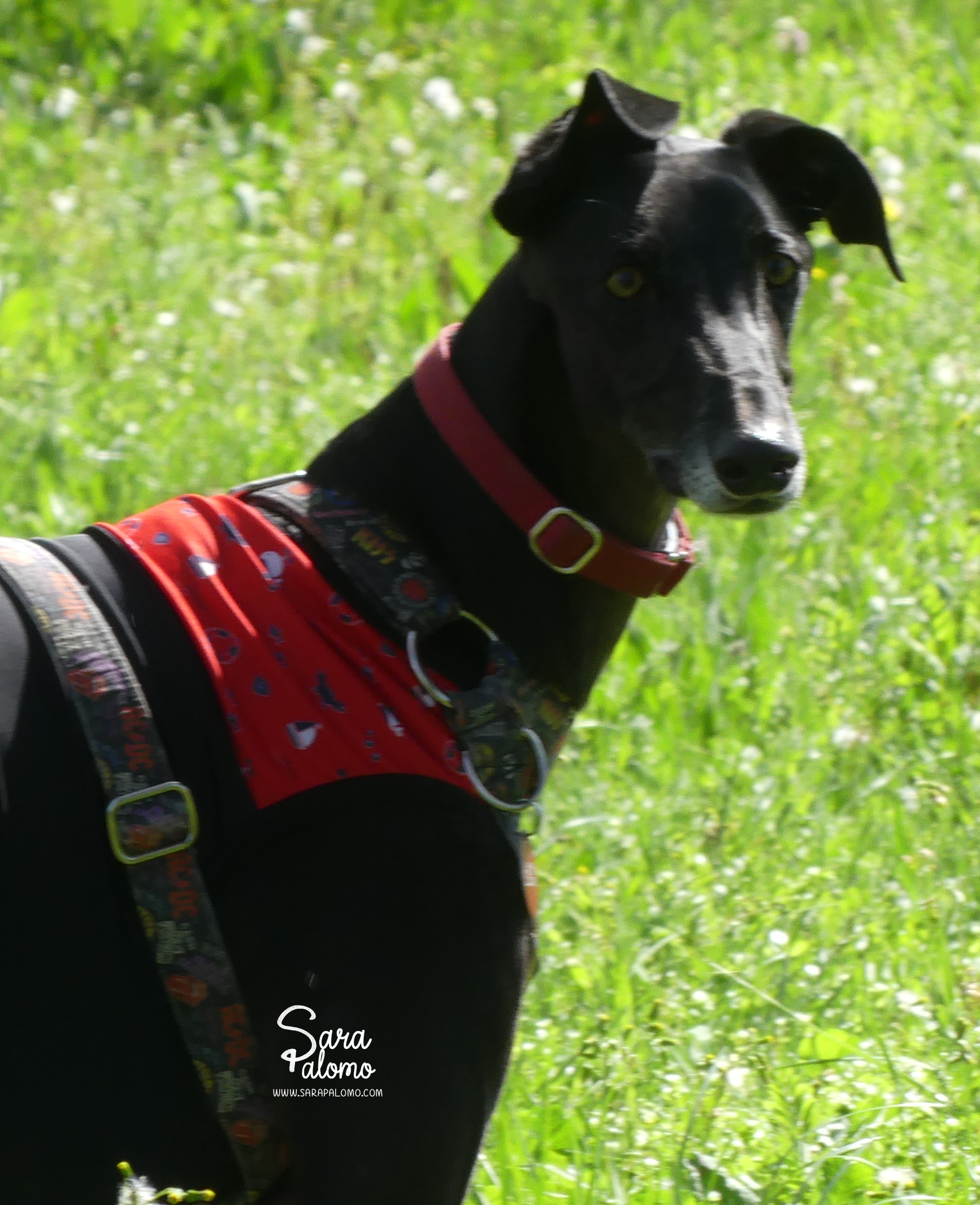 Perro negro con arnés rojo